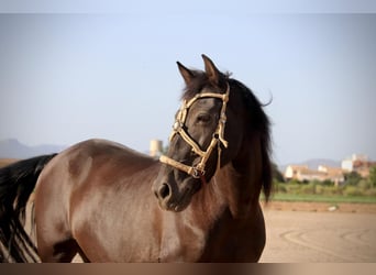 Andalusier Mix, Wallach, 14 Jahre, 154 cm, Rappe