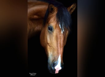 Andalusier Mix, Wallach, 14 Jahre, 155 cm, Brauner