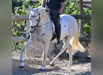 Andalusier, Wallach, 14 Jahre, 156 cm, Schimmel