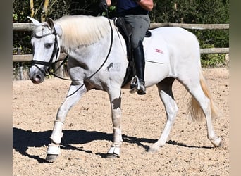 Andalusier, Wallach, 14 Jahre, 156 cm, Schimmel