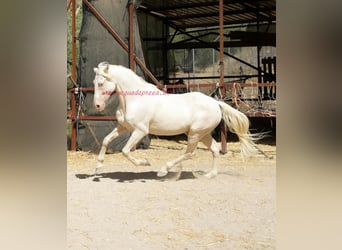 Andalusier, Wallach, 14 Jahre, 158 cm, Champagne