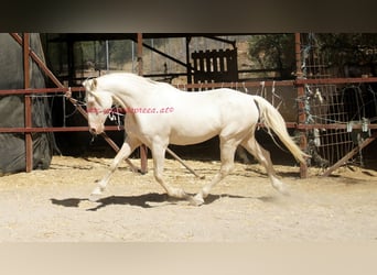 Andalusier, Wallach, 14 Jahre, 158 cm, Champagne