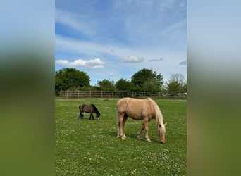 Andalusier, Wallach, 14 Jahre, 160 cm, Palomino