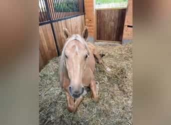 Andalusier, Wallach, 14 Jahre, 160 cm, Palomino