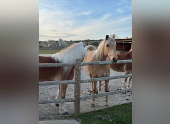 Andalusier, Wallach, 14 Jahre, 160 cm, Palomino