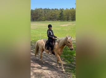 Andalusier, Wallach, 14 Jahre, 160 cm, Palomino