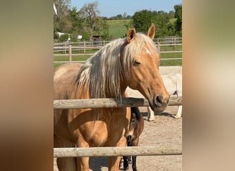 Andalusier, Wallach, 14 Jahre, 160 cm, Palomino