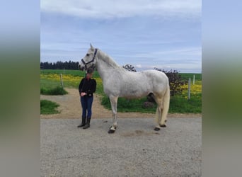 Andalusier, Wallach, 14 Jahre, 160 cm, Schimmel