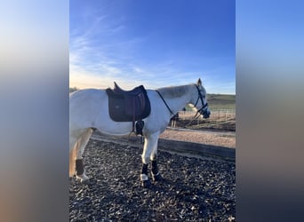 Andalusier Mix, Wallach, 14 Jahre, 164 cm, Schimmel