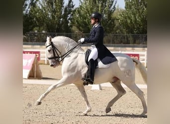 Andalusier, Wallach, 14 Jahre, 165 cm, Schimmel
