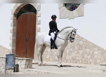 Andalusier, Wallach, 14 Jahre, 165 cm, Schimmel