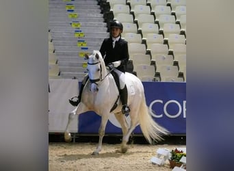 Andalusier, Wallach, 14 Jahre, 165 cm, Schimmel