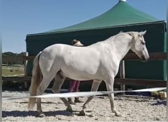 Andalusier, Wallach, 15 Jahre, 156 cm, Schimmel