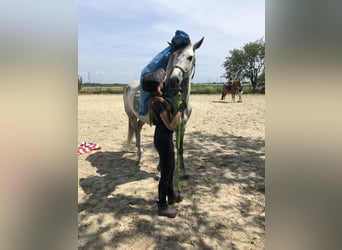 Andalusier, Wallach, 15 Jahre, 160 cm, Apfelschimmel