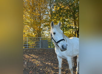Andalusier Mix, Wallach, 15 Jahre, 160 cm
