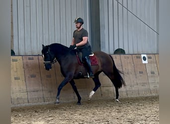 Andalusier, Wallach, 15 Jahre, 160 cm, Rappe