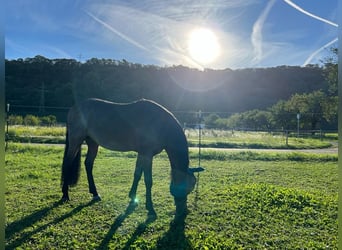 Andalusier Mix, Wallach, 15 Jahre, 160 cm, Roan-Bay