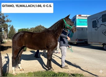 Andalusier, Wallach, 15 Jahre, 165 cm, Dunkelbrauner