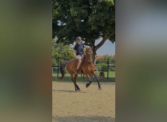 Andalusier, Wallach, 15 Jahre, 166 cm, Brauner