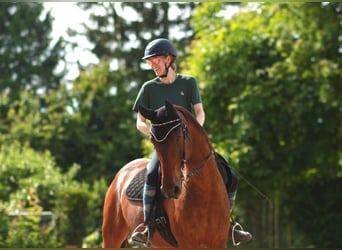 Andalusier, Wallach, 15 Jahre, 166 cm, Brauner