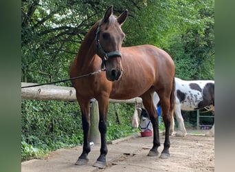 Andalusier, Wallach, 15 Jahre, 166 cm, Brauner