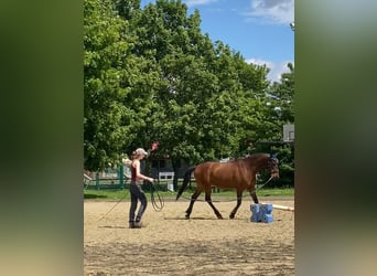 Andalusier, Wallach, 15 Jahre, 166 cm, Brauner