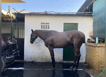 Andalusier, Wallach, 15 Jahre, 174 cm, Roan-Bay