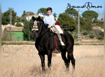 Andalusier, Wallach, 16 Jahre, 145 cm, Rappe