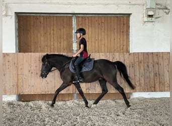 Andalusier, Wallach, 16 Jahre, 145 cm, Rappe