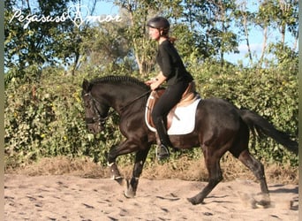 Andalusier, Wallach, 16 Jahre, 145 cm, Rappe