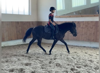 Andalusier, Wallach, 16 Jahre, 145 cm, Rappe