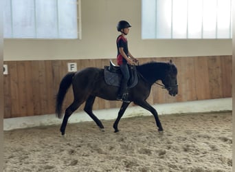 Andalusier, Wallach, 16 Jahre, 145 cm, Rappe