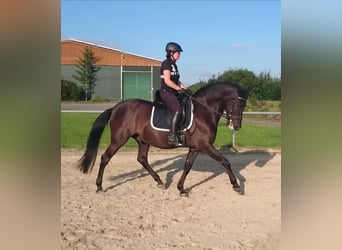 Andalusier, Wallach, 16 Jahre, 157 cm, Rappe