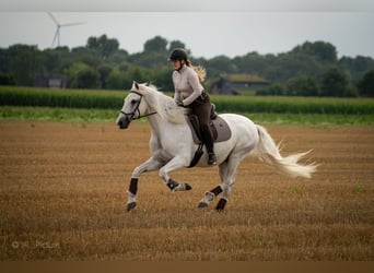 Andalusier, Wallach, 16 Jahre, 159 cm, Schimmel
