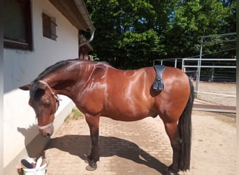 Andalusier Mix, Wallach, 16 Jahre, 160 cm, Brauner