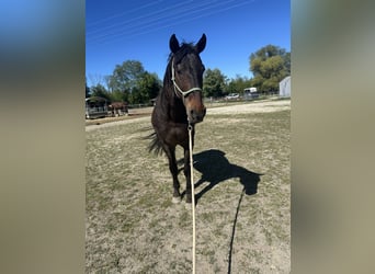 Andalusier Mix, Wallach, 16 Jahre, 162 cm, Dunkelbrauner
