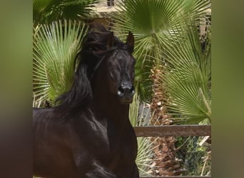 Andalusier, Wallach, 16 Jahre, 163 cm, Dunkelbrauner