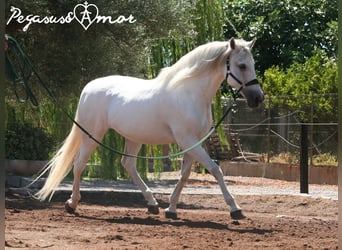 Andalusier, Wallach, 16 Jahre, 164 cm, Schimmel
