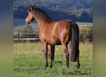 Andalusier, Wallach, 16 Jahre, 165 cm, Brauner