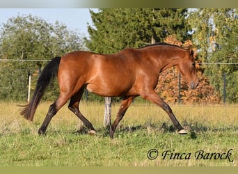 Andalusier, Wallach, 16 Jahre, 165 cm, Brauner