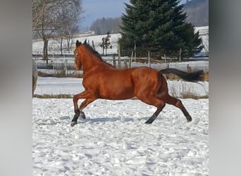 Andalusier Mix, Wallach, 16 Jahre, 165 cm, Brauner