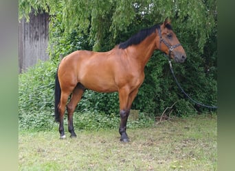 Andalusier, Wallach, 16 Jahre, 165 cm, Brauner
