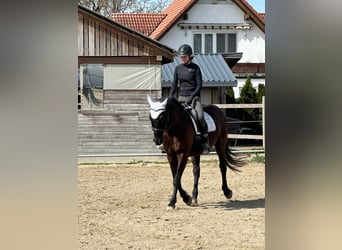 Andalusier, Wallach, 16 Jahre, 165 cm, Rappe