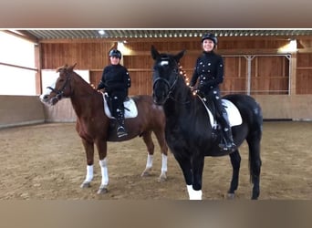Andalusier, Wallach, 16 Jahre, 165 cm, Rappe