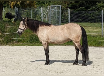 Andalusier, Wallach, 17 Jahre, 148 cm, Falbe
