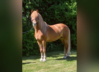 Andalusier Mix, Wallach, 17 Jahre, 153 cm, Fuchs