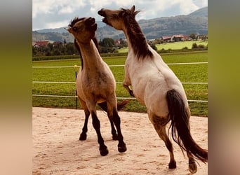Andalusier, Wallach, 17 Jahre, 156 cm, Buckskin