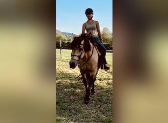 Andalusier, Wallach, 17 Jahre, 156 cm, Buckskin