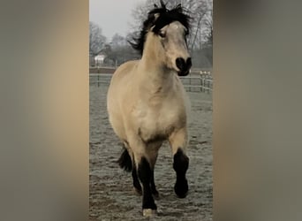 Andalusier, Wallach, 17 Jahre, 156 cm, Buckskin