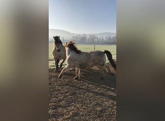 Andalusier, Wallach, 17 Jahre, 156 cm, Buckskin